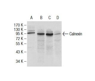 Calnexin Antibody (3H4A7) - Western Blotting - Image 137469