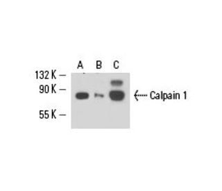 Calpain 1 Antibody (6C-12) - Western Blotting - Image 15802 