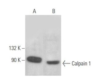 Calpain 1 Antibody (P-6) - Western Blotting - Image 354515 