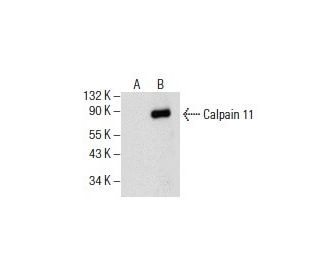 Calpain 11 Antibody (C-10) - Western Blotting - Image 154773