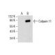 Calpain 11 Antibody (C-10) - Western Blotting - Image 154773