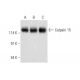 Calpain 15 Antibody (D-5) - Western Blotting - Image 320223 