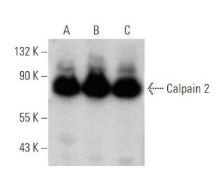 Calpain 2 Antibody (F-11) - Western Blotting - Image 355237 