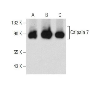 Calpain 7 Antibody (B-7) - Western Blotting - Image 61842 