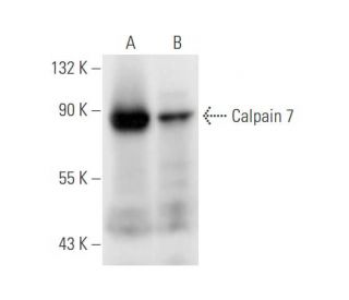 Calpain 7 Antibody (D-2) - Western Blotting - Image 58537 