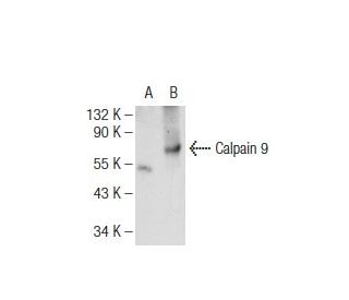 Calpain 9 Antibody (E-6) - Western Blotting - Image 108844 