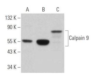 Calpain 9 Antibody (G-12) - Western Blotting - Image 362338 