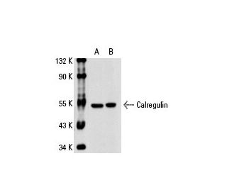 Calregulin Antibody (1G6A7) - Western Blotting - Image 19679 