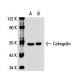 Calregulin Antibody (1G6A7) - Western Blotting - Image 19679 