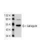 Calregulin Antibody (1G6A7) - Western Blotting - Image 51406
