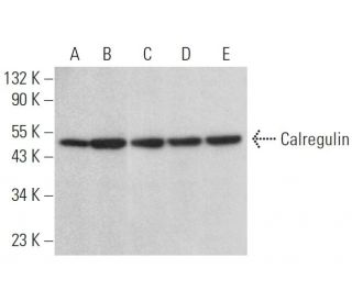 Calregulin Antibody (1G6A7) - Western Blotting - Image 379438 
