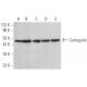 Calregulin Antibody (1G6A7) - Western Blotting - Image 379438 