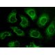 Calretinin Antibody (B-8) - Immunofluorescence - Image 145494