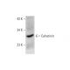 Calretinin Antibody (B-8) - Western Blotting - Image 143575 