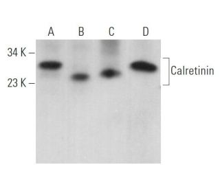 Calretinin Antibody (H-5) - Western Blotting - Image 362930 