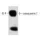 calsequestrin 1 Antibody (51) - Western Blotting - Image 60254