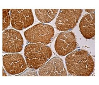 calsequestrin 1 Antibody (D-10) - Immunohistochemistry - Image 158185 
