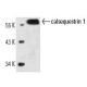 calsequestrin 1 Antibody (VIIID12) - Western Blotting - Image 14328 