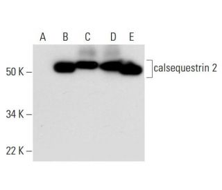 calsequestrin 2 Antibody (E-12) - Western Blotting - Image 291850 