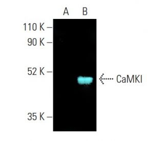 CaMKI Antibody (D-9) - Western Blotting - Image 401275 