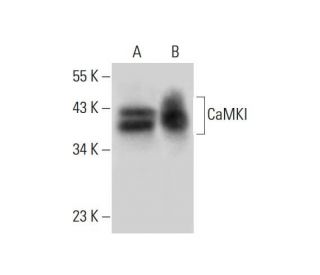 CaMKI Antibody (H-8) - Western Blotting - Image 305695 