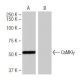 CaMKIγ Antibody (10G8) - Western Blotting - Image 64886