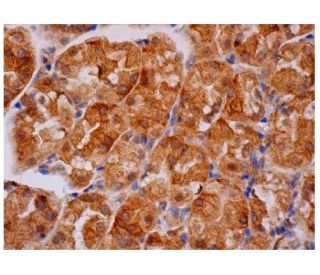 CAMK2A/CaMKII alpha Antibody (B-2) - Immunohistochemistry - Image 284778 
