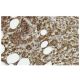 CaMKII beta Antibody (K-19) - Immunohistochemistry - Image 35990