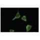 CaMKII delta Antibody (L-04) - Immunofluorescence - Image 35542