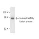 CaMKII gamma Antibody (8G10C1) - Western Blotting - Image 404246