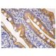 CaMKIV Antibody (B-5) - Immunohistochemistry - Image 159025 