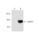 CaMKIV Antibody (B-5) - Western Blotting - Image 65974