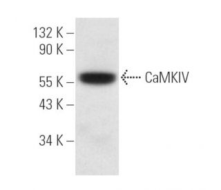CaMKIV Antibody (H-5) - Western Blotting - Image 12981 