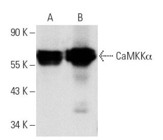 CaMKK&alpha; Antibody (F-2) - Western Blotting - Image 2241 