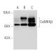 CaMKKβ Antibody (ZZ9) - Western Blotting - Image 109837 