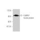 CaMKV Antibody (2F3-1A2) - Western Blotting - Image 350276