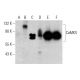 CaMKV Antibody (2F3-1A2) - Western Blotting - Image 376881 