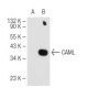 CAML Antibody (B-12) - Western Blotting - Image 84110 