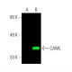 CAML Antibody (B-12) - Western Blotting - Image 387590