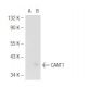 CANT1 Antibody (14.9) - Western Blotting - Image 50067