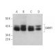 CANT1 Antibody (C-3) - Western Blotting - Image 380672