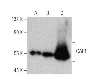 CAP1 Antibody (D-9) - Western Blotting - Image 358608 