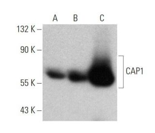 CAP1 Antibody (E-4) - Western Blotting - Image 358609 