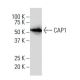 CAP1 Antibody (M-30) - Western Blotting - Image 34288