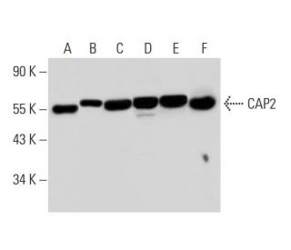 CAP2 Antibody (A-5) - Western Blotting - Image 305920 