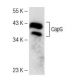 CapG Antibody (B-9) - Western Blotting - Image 141563