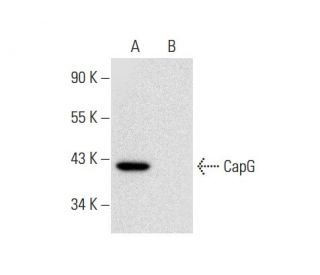 CapG Antibody (B-9) - Western Blotting - Image 301299 