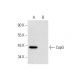 CapG Antibody (B-9) - Western Blotting - Image 301299 