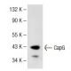 CapG Antibody (D-5) - Western Blotting - Image 141562