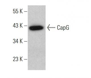 CapG Antibody (D-5) - Western Blotting - Image 381297 